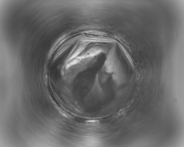 X0000066010053200603171516