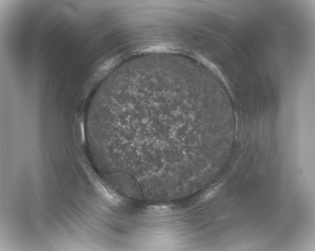 X0000066010061200603171516