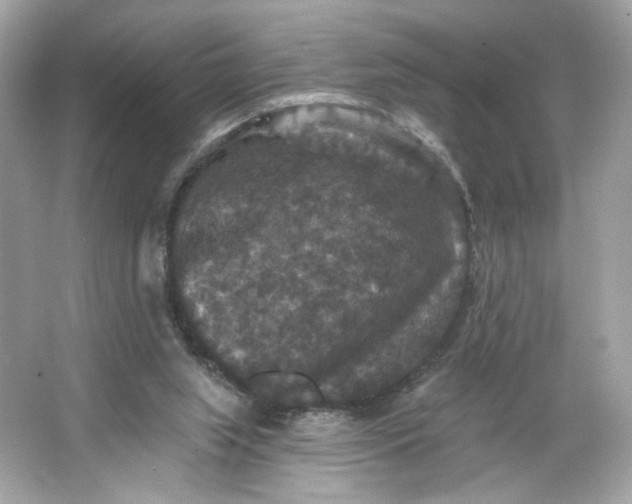 X0000066010063200603171516