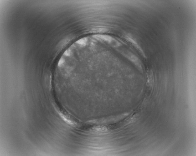 X0000066010110200603171516