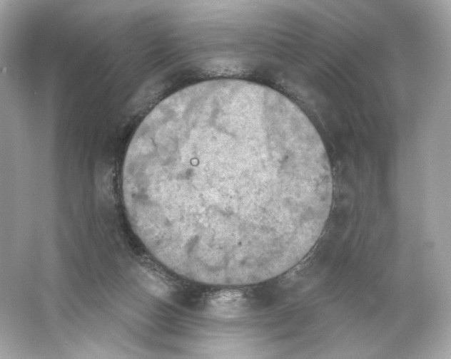 X0000066010162200603171515