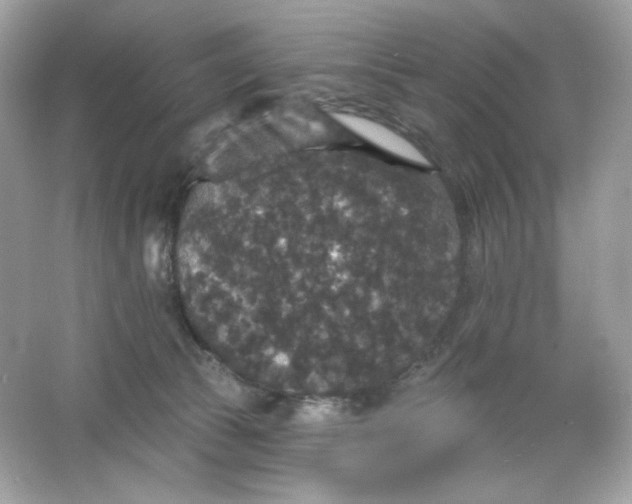 X0000066010177200603171515