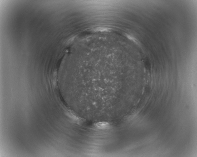 X0000066010189200603171515