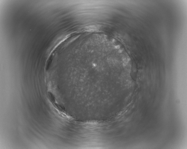 X0000066010194200603171515