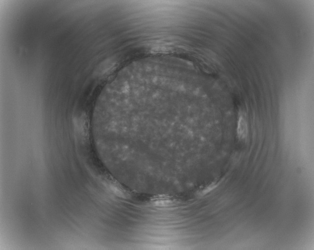 X0000066010228200603171514