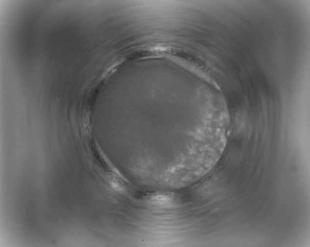 X0000066010236200603171514