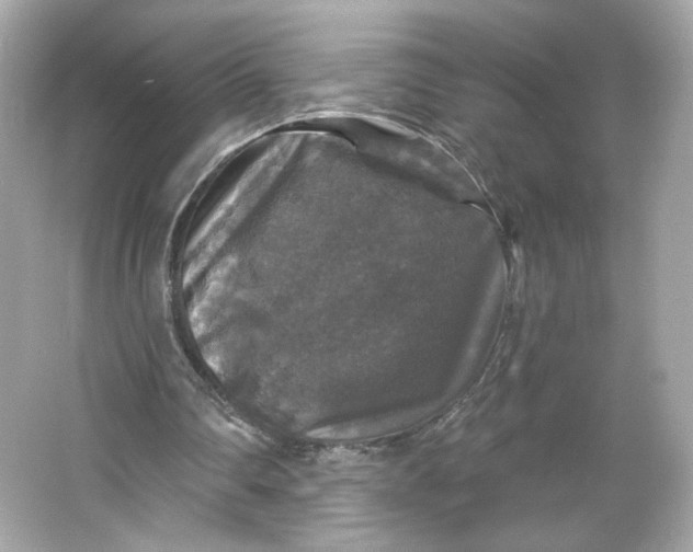 X0000066010290200603171513