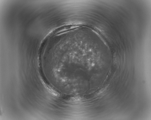 X0000066010351200603171512