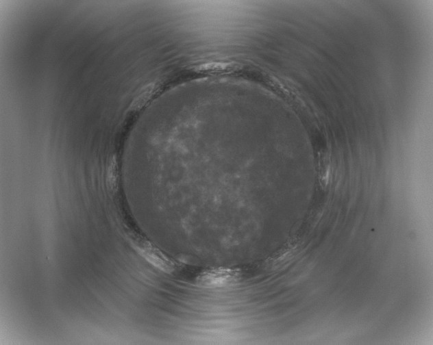 X0000066010563200603171509