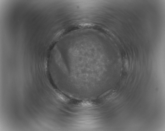 X0000066010668200603171507