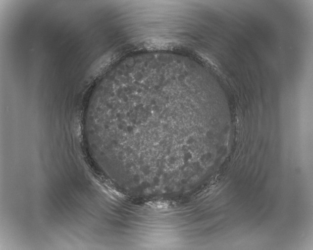 X0000066010687200603171506