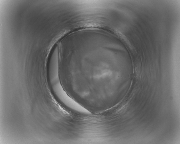 X0000066010721200603171505