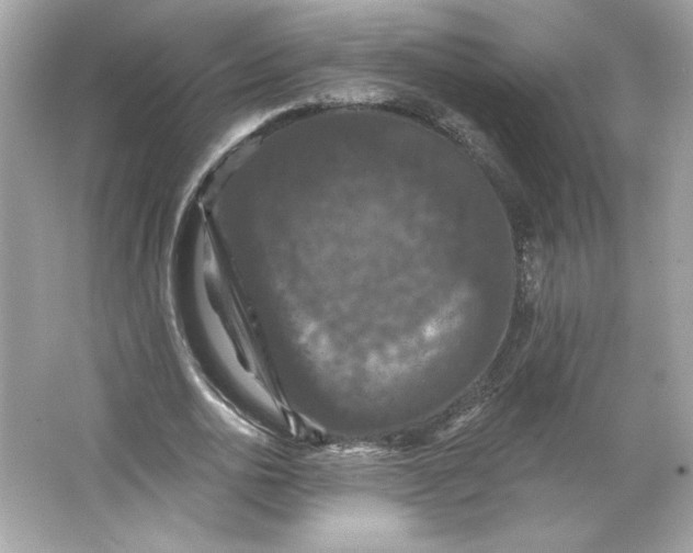 X0000066010726200603171505