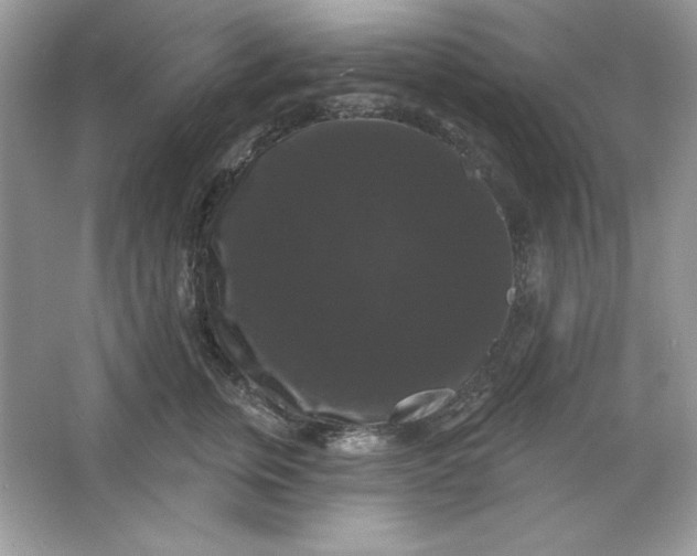 X0000066010759200603171505