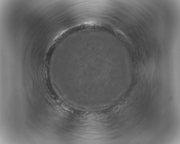 X0000066010776200603171505