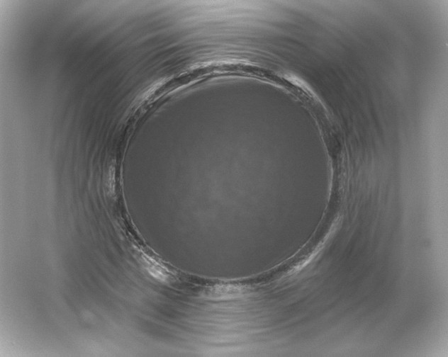 X0000066010777200603171505