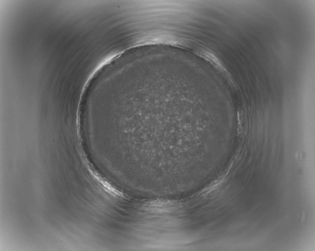 X0000066010780200603171505