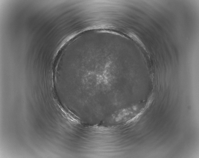 X0000066010781200603171505