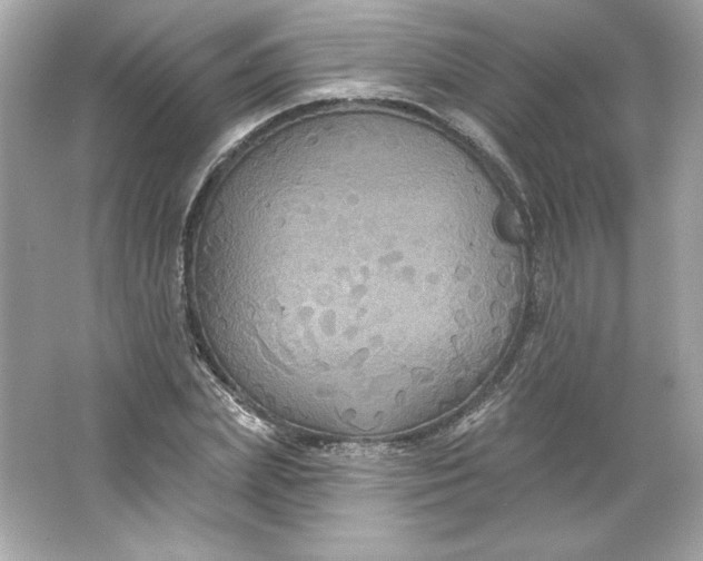 X0000066010831200603171503