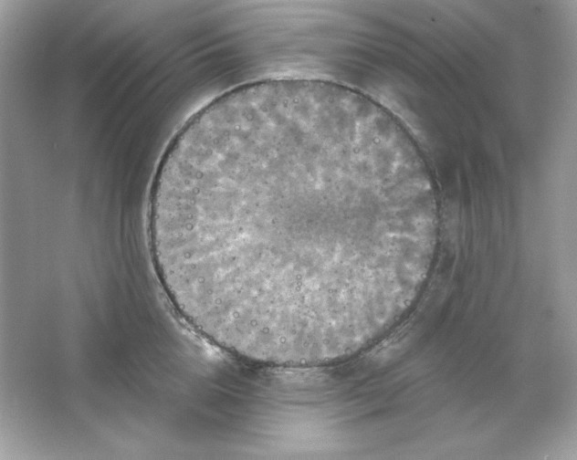 X0000066010856200603171504