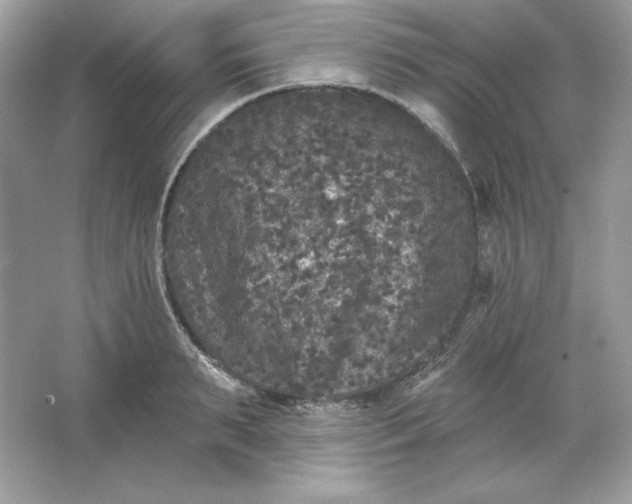 X0000066010895200603171503