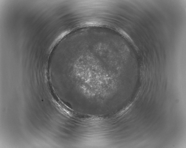 X0000066010930200603171502