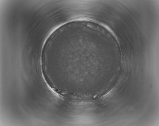 X0000066010951200603171502