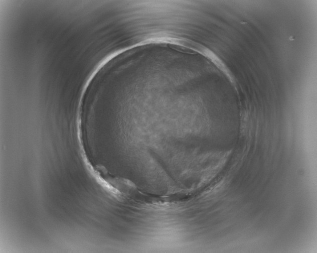 X0000066010955200603171502