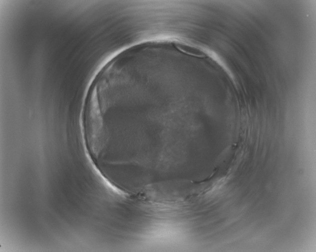 X0000066010959200603171502