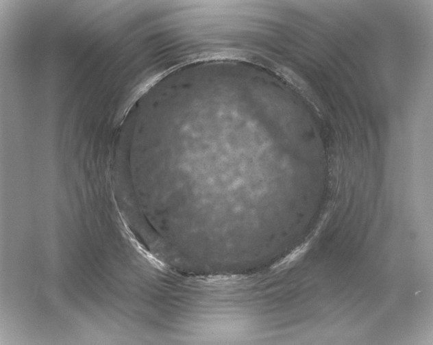 X0000066010985200603171501