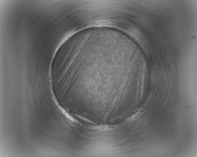 X0000066010990200603171501