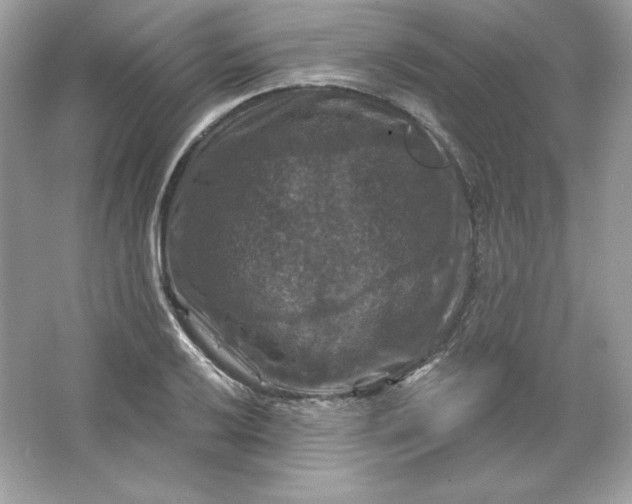 X0000066011032200603171500