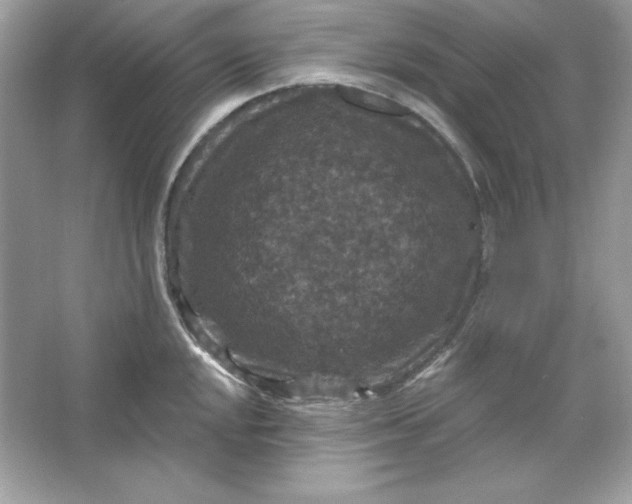 X0000066011048200603171501