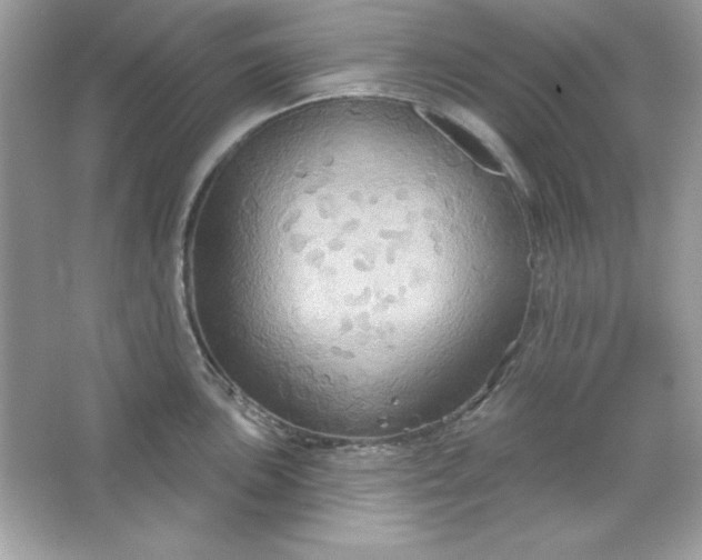 X0000066011051200603171501