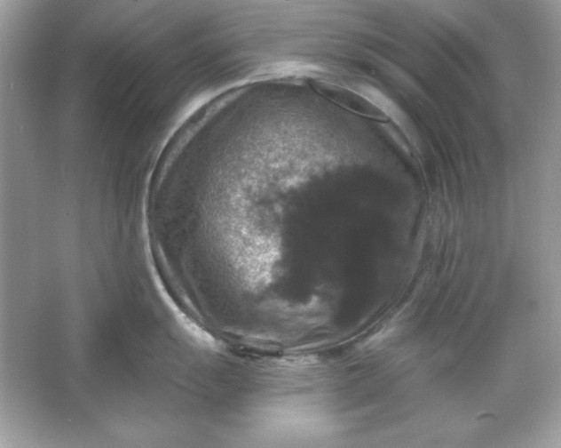 X0000066011055200603171501