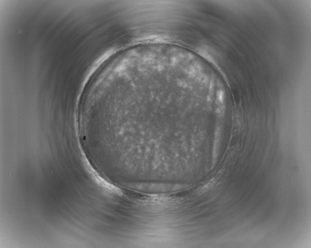 X0000066011090200603171459