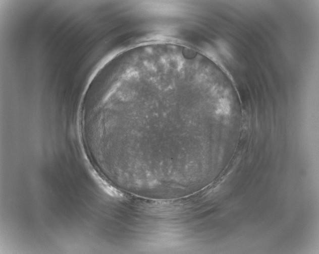 X0000066011098200603171459