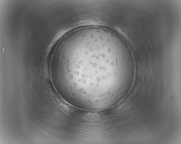 X0000066011215200603171457