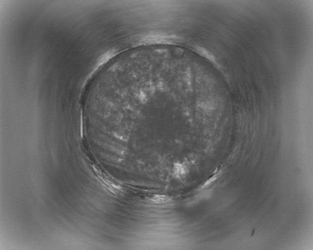 X0000066011219200603171457