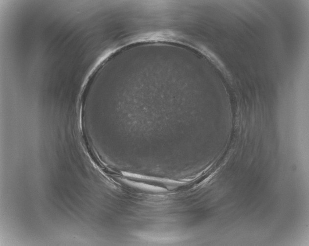 X0000066011224200603171457