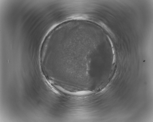 X0000066011240200603171457