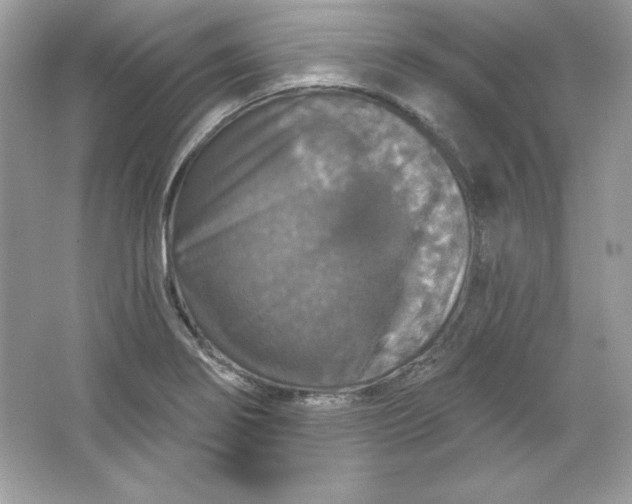 X0000066011274200603171456