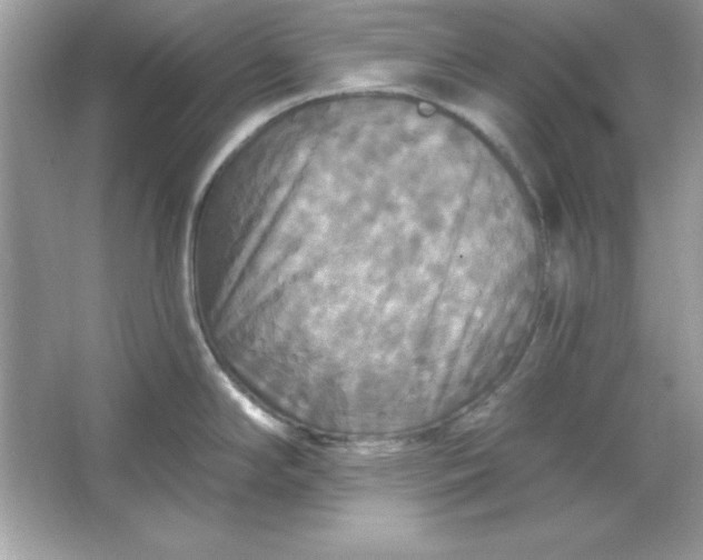 X0000066011294200603171456