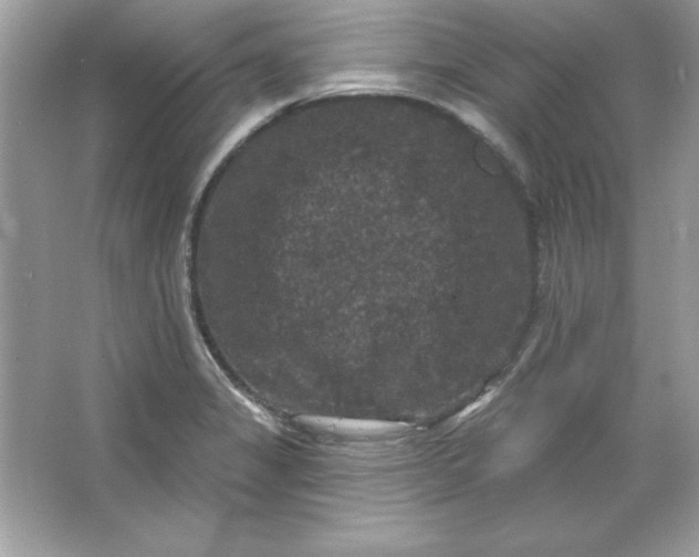 X0000066011325200603171456