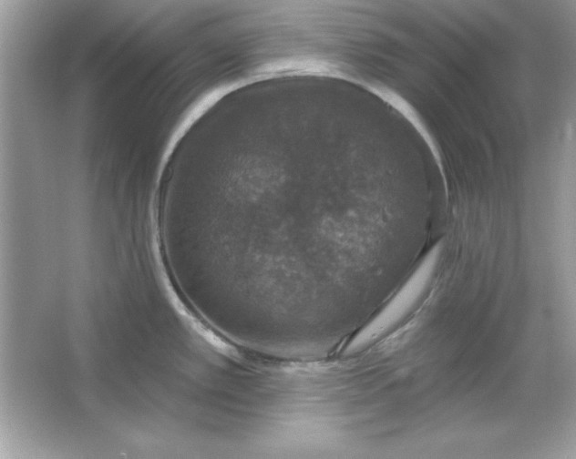 X0000066011389200603171454