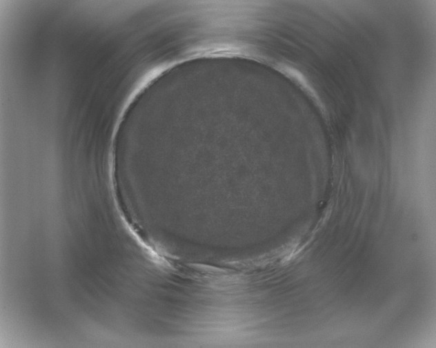 X0000066011424200603171454