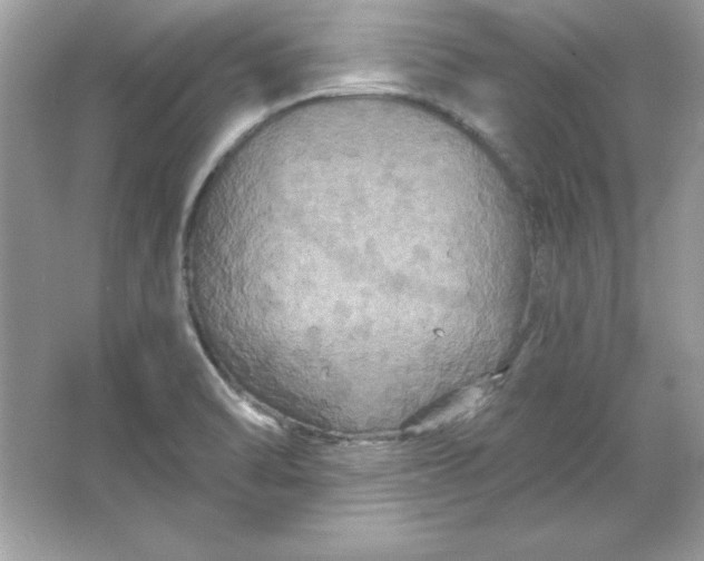 X0000066011470200603171453