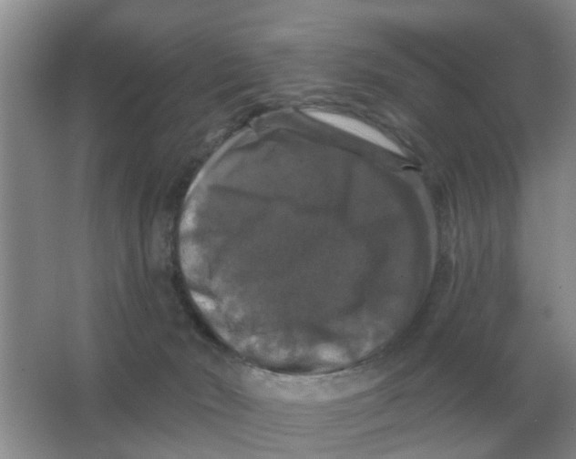 X0000066010030200603242109