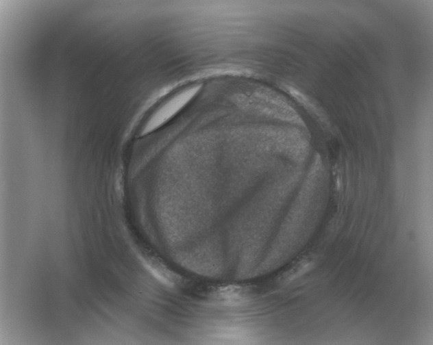 X0000066010064200603242108