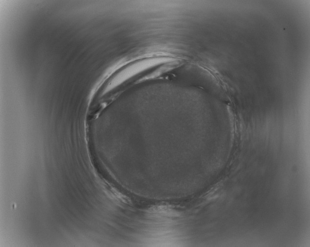 X0000066010244200603242105